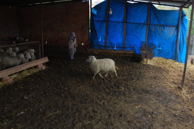 ‘Türkiyem’ kampanyasına koyunlarını bağışladılar