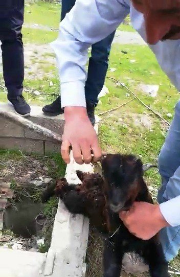 Van’da kuyuya düşen yavru keçiyi itfaiye kurtardı
