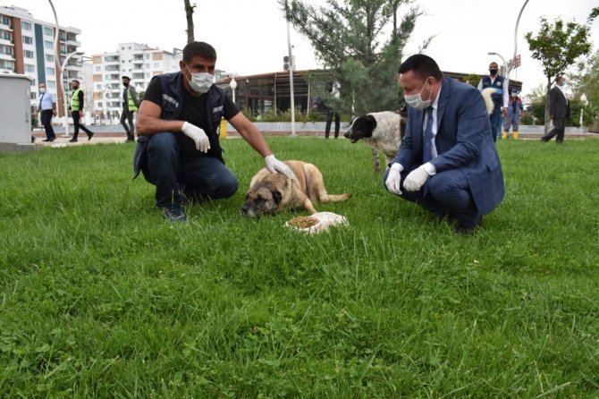 Başkan Beyoğlu sokak hayvanları için mama bıraktı
