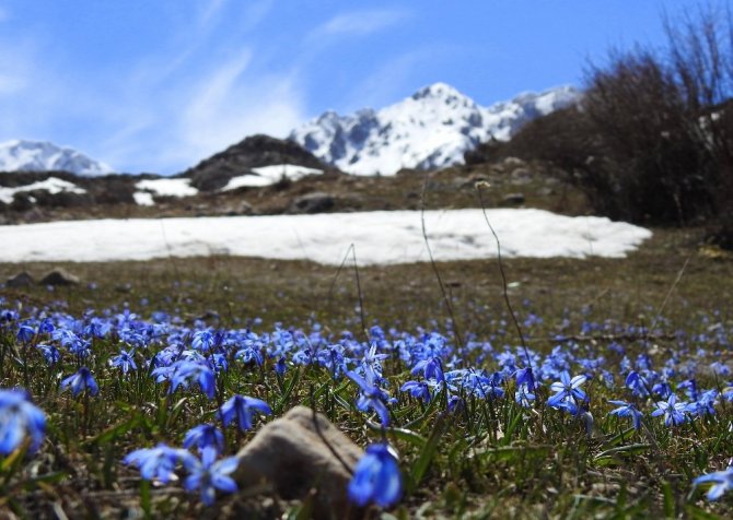 Baharın müjdecisi çiğdem ve nergisler Erzincan’da görsel şölen sunuyor
