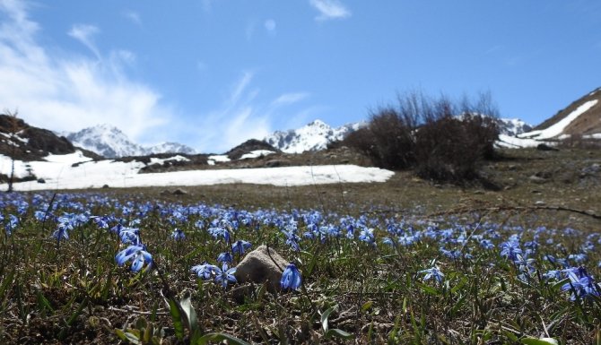 Baharın müjdecisi çiğdem ve nergisler Erzincan’da görsel şölen sunuyor