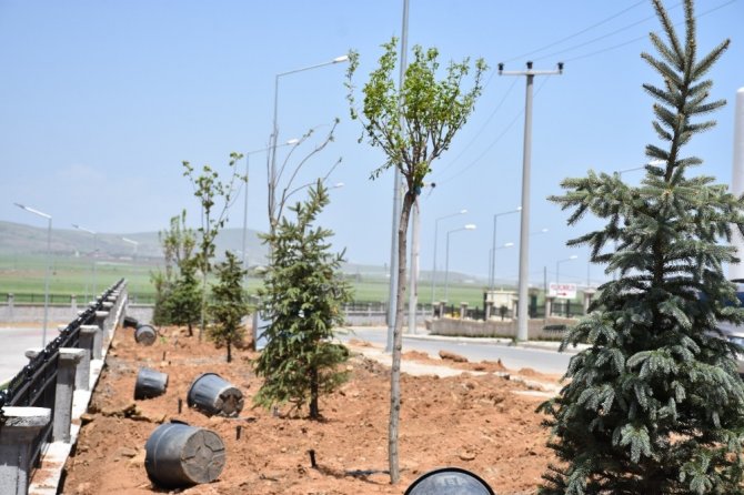 Tatvan’da 250 ağaç toprakla buluştu