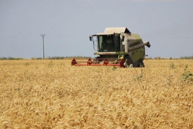 Adana’da buğdayda 750 bin ton rekolte bekleniyor
