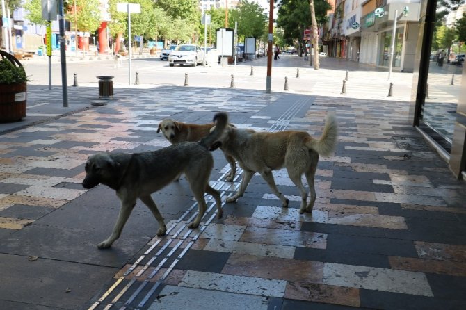 Boş sokaklar köpeklere kaldı