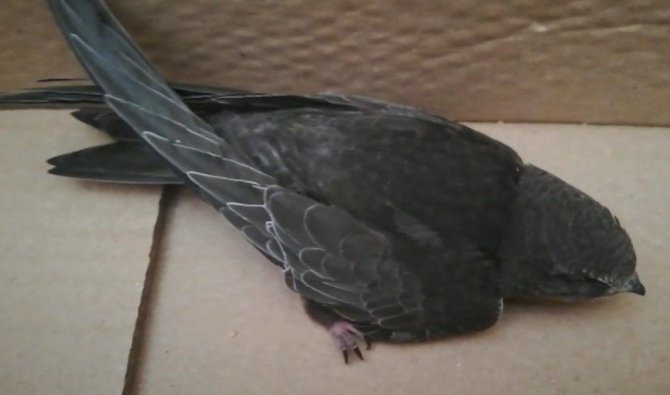 Evinin balkonunda ebabil kuşu buldu