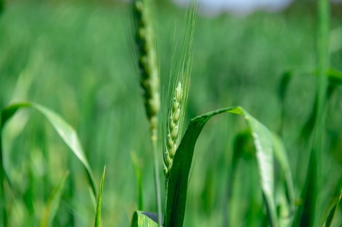 Mersin’de yerli buğday üretimi teşvik ediliyor