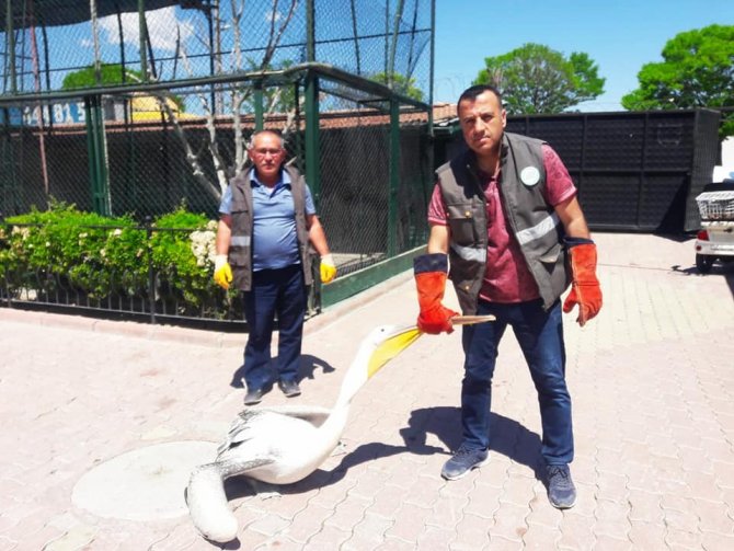 Konya’da yarılı pelikan koruma altına alındı