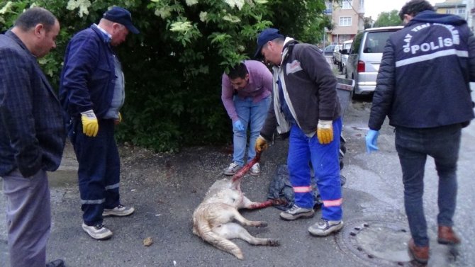 Sokak köpeği silahla vurularak katledildi