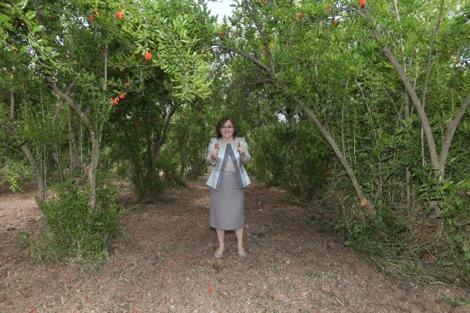 Fatma Şahin’den Oğuzeli nar bahçelerine ziyaret
