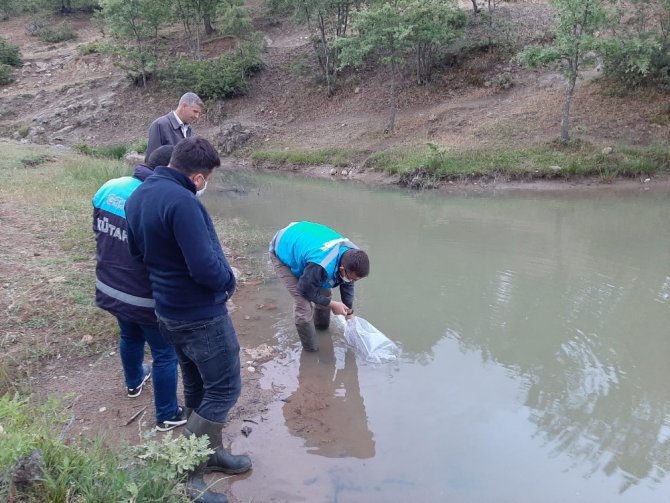 Simav’daki göletlere 40 bin adet pullu sazan balığı yavrusu bırakıldı
