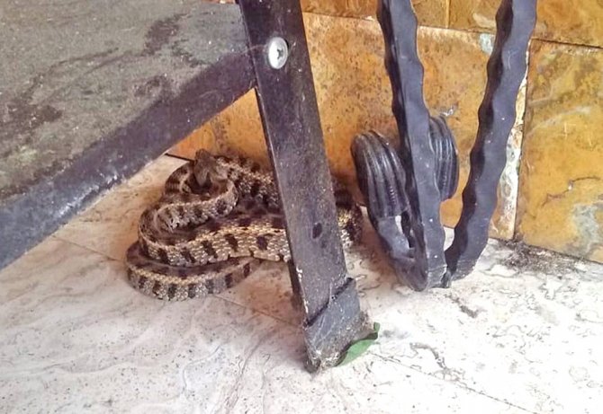 Köpeği huysuzlanınca fark etti, 1,5 metrelik engerek yılanını plastik kovayla yakaladı