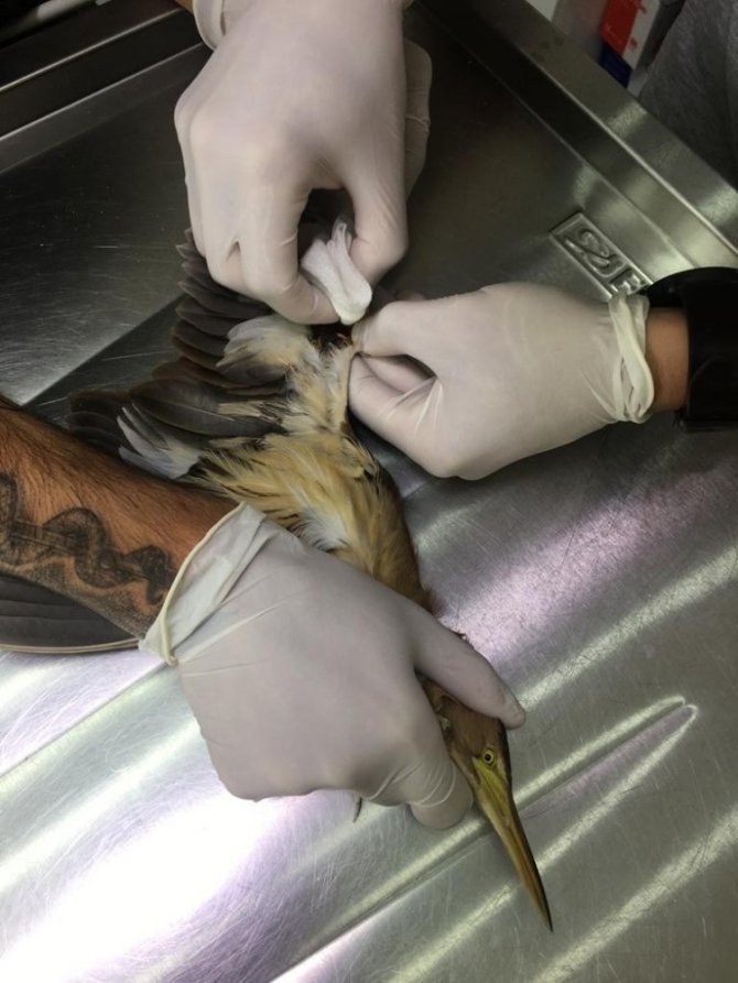 Bolu’da nesli tükenmekte olan kuş yaralı kuş tedavi edildi