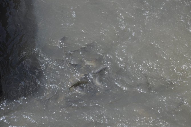 Kars’ta balıkların ölüm göçü başladı
