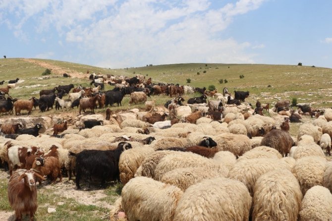 10 bin lira maaşla çalıştıracak çoban bulamıyorlar
