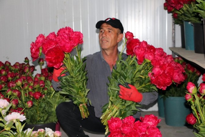 Yozgat’ta üretilen şakayık çiçekleri Romanya ve Azerbaycan’a ihraç ediliyor