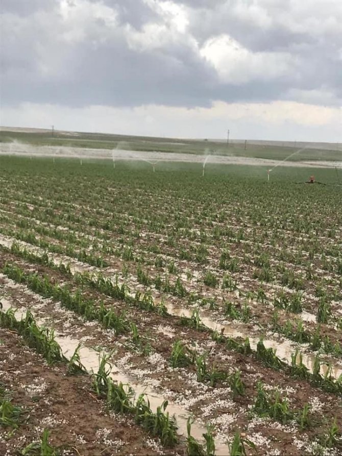 Aksaray’da dolu yağışı tarım arazilerine zarar verdi