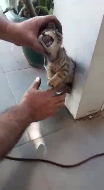 Demir kolona sıkışan kediyi esnaf kurtardı