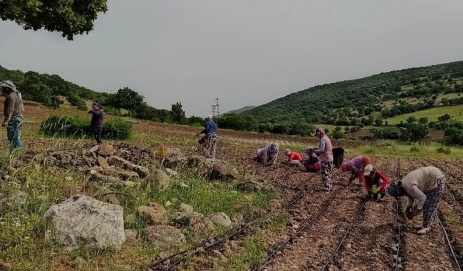 Manisa Büyükşehir Belediyesi 80 dekarlık araziye hayat verdi