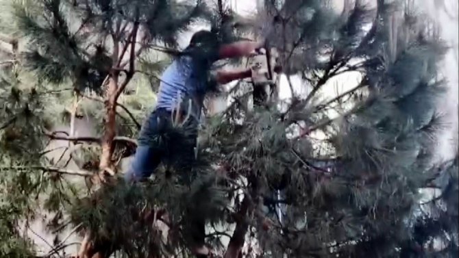 Ağaçta mahsur kalan kediyi vatandaş kurtardı