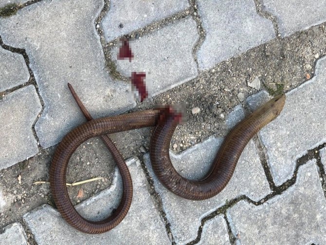 Otomobilde yılan sandıkları 1,5 metrelik sürüngen kertenkele çıktı