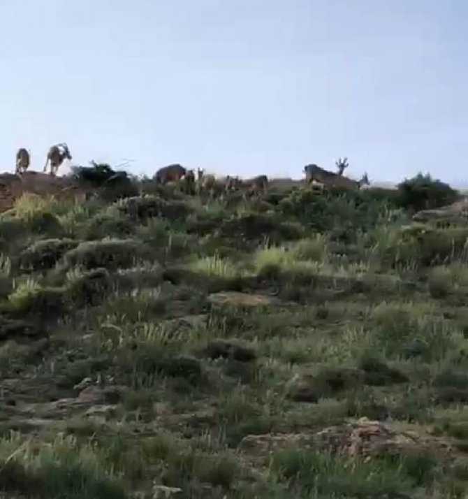 Malatya’da yaban keçileri sürü halinde görüntülendi