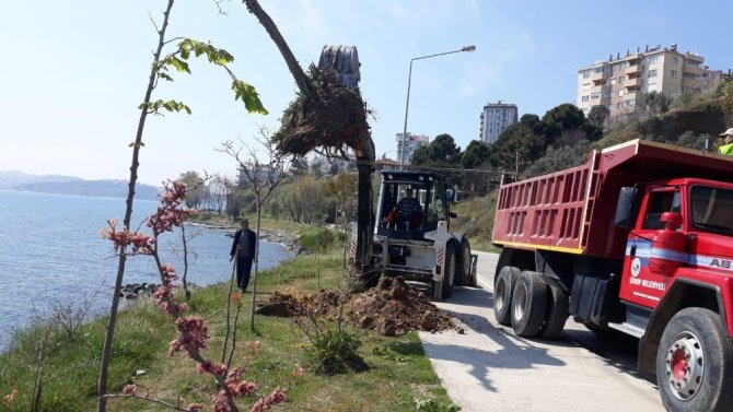 Sinop Belediyesi: "Kayalık Sokak’taki zeytin ağaçları iyileştirildi"