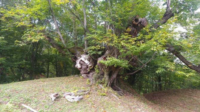 600 yıllık anıt ağacı ziyaretçilerini bekliyor