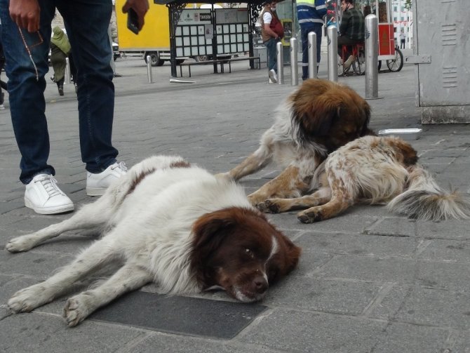 Taksim’de ayağı kırılan köpek için vatandaşlar seferber oldu