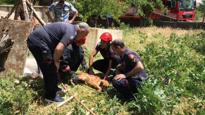 Elazığ’da 5 metrelik kuyuya düşen köpek için kurtarma operasyonu