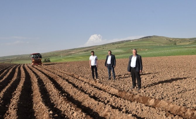 Ahlat’ta 50 bin dekar alanda patates ekimi yapılıyor