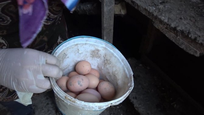 Kümesteki yumurtaları yiyen kargaya güldüren tembih