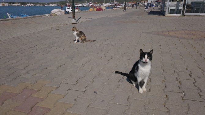 Ayvalık’ta meraklı kedilerin drone ilgisi