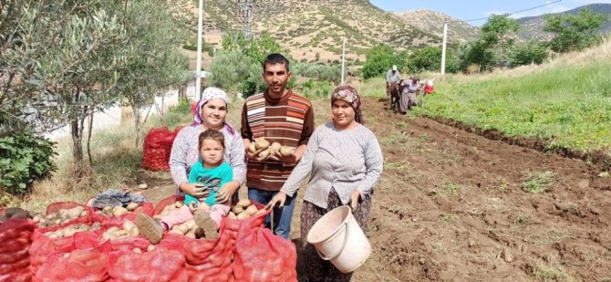 İzmir’de eşekle patates hasadı