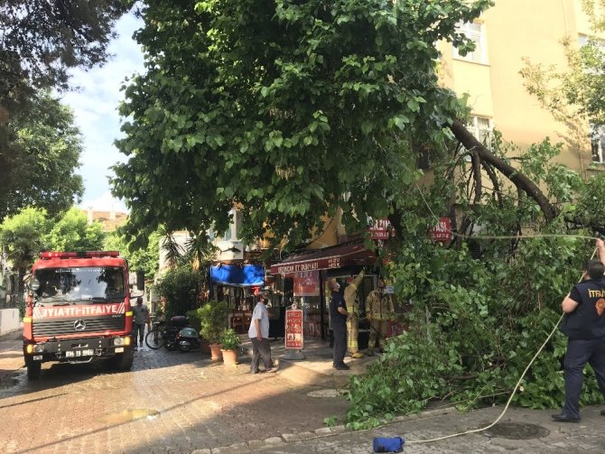 Kadıköy’de yağan aşırı yağmur yarım asırlık dut ağacını devirdi