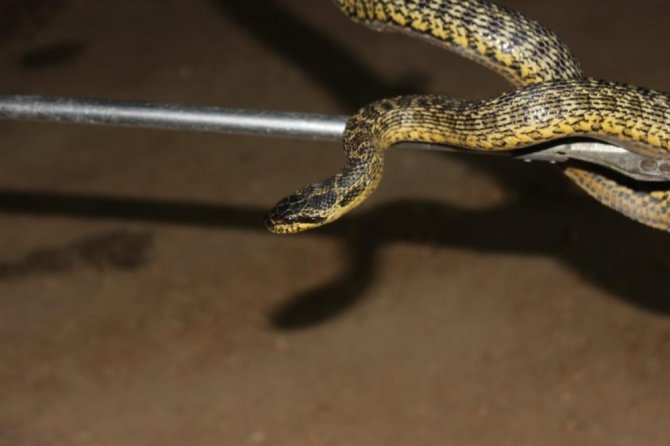 Follukta 1,5 metrelik engerek yılanı