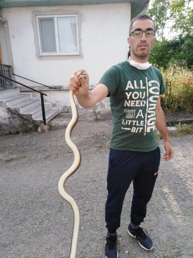 Kümesine giren 1,5 metrelik yılanı elleriyle yakaladı