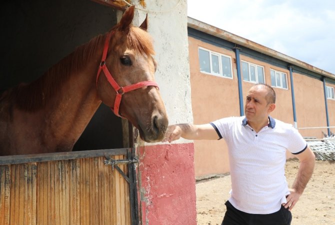 Yarışların efsane atları Erzincan’da yetişiyor