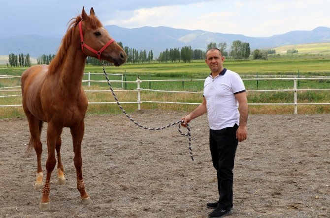 Yarışların efsane atları Erzincan’da yetişiyor