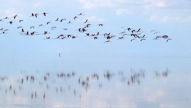 Doğa harikası Tuz Gölü’nde yavru flamingo şöleni