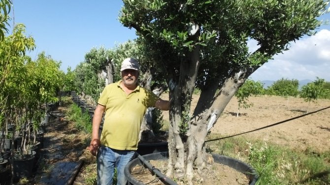 Burhaniye’de saksılı zeytin ağaçları ilgi gördü