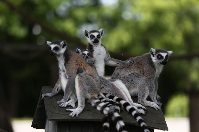 Bursa Hayvanat Bahçesi’nde yaşayan lemur ailesinin 5 yavrusu dünyaya geldi