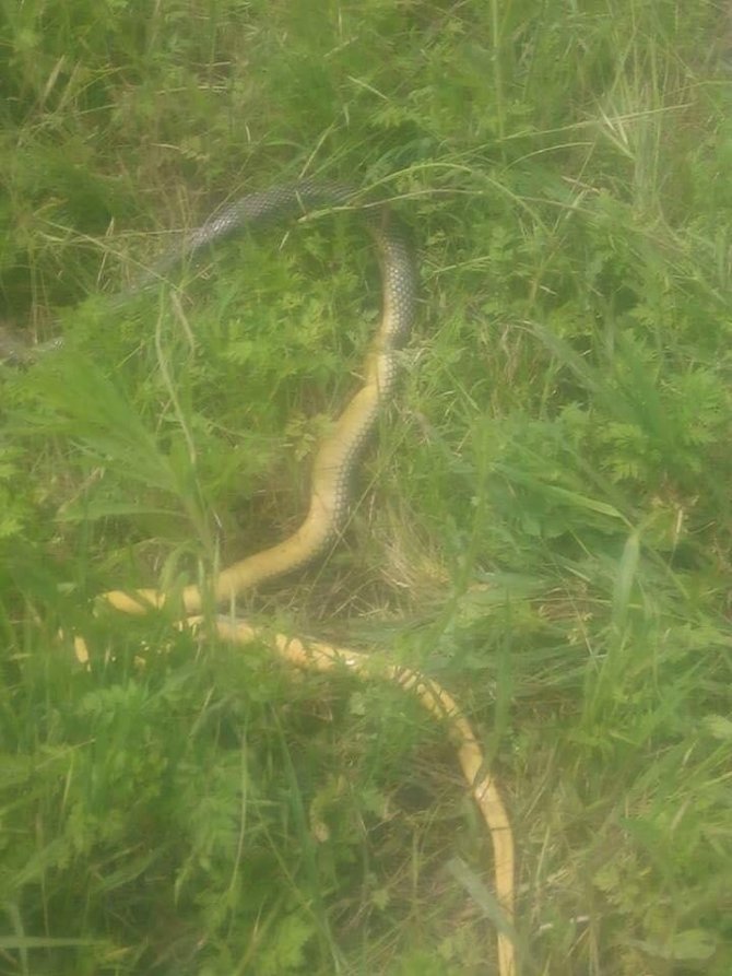 Bursa’da 2 metrelik yılanlar tarlaları sardı