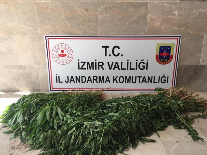 İzmir’de uyuşturucu operasyonu: 680 kök Hint keneviri ele geçirildi