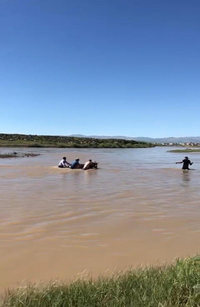 Murat Nehri’ne düşen inek itfaiye ekipleri tarafından kurtarıldı