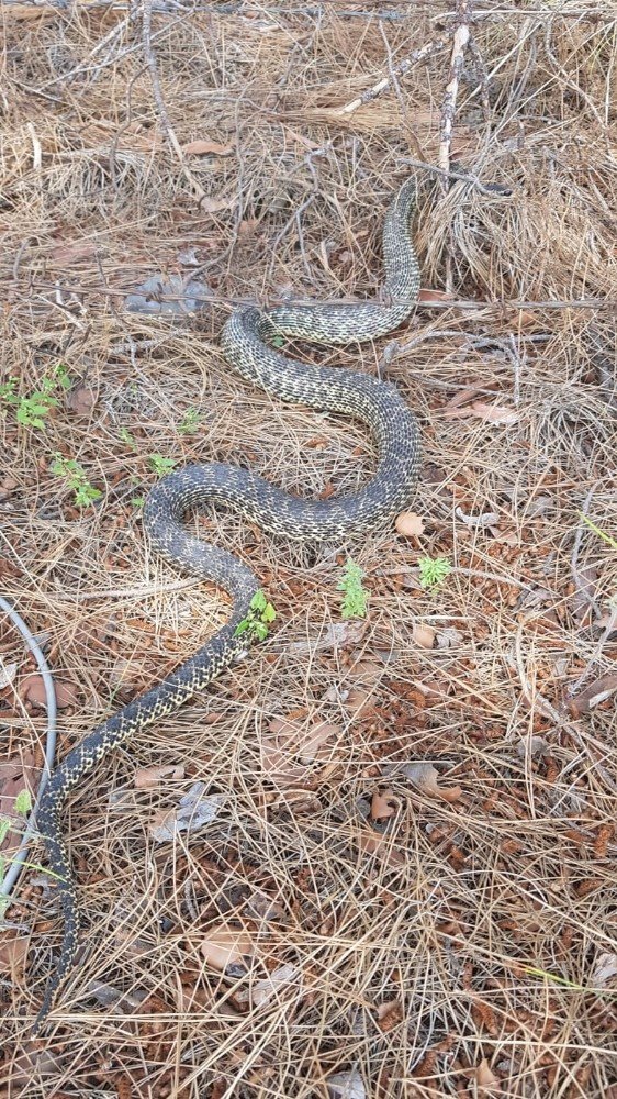 Niksar’da bir işyeri önünde yakalanan yılan doğaya salındı