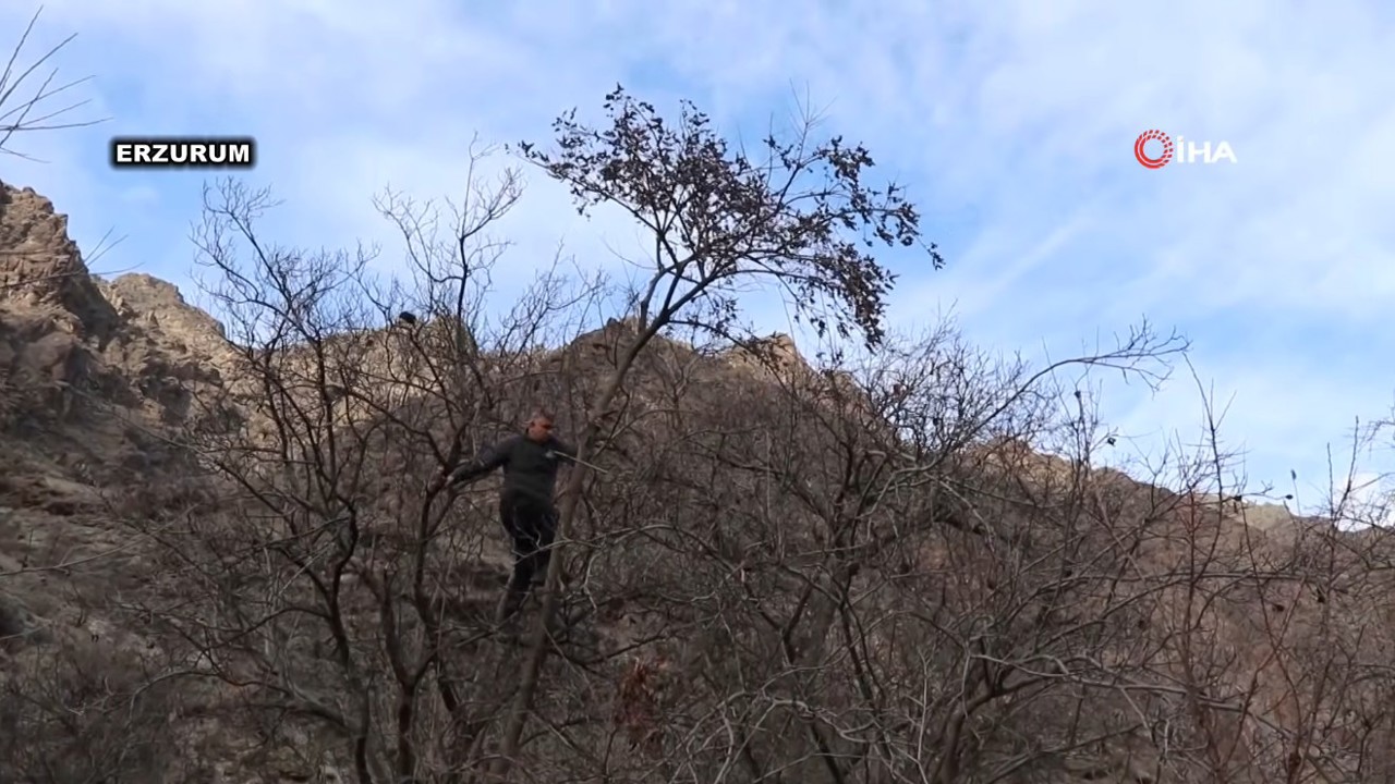Şubat Soğuğunda Dalından Hurma Koparıp Yiyorlar